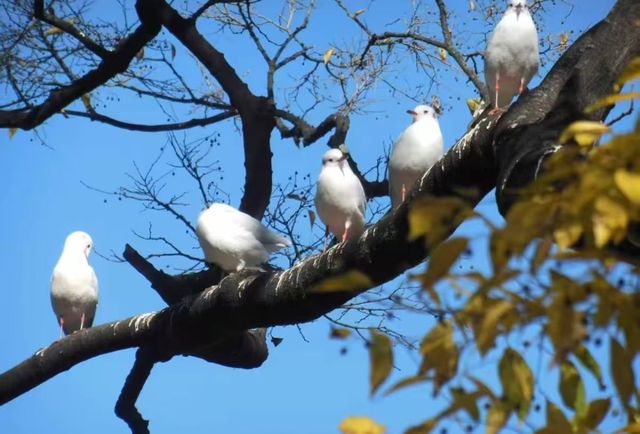 翠湖公園的海鷗全體出動！現在流行"爬樹"了🌳