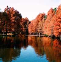 南京燕雀湖絕美水杉攻略秋日限定版油畫秘境