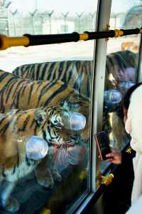 哈爾濱必打卡!東北虎林園與百獸之王0距離接觸!