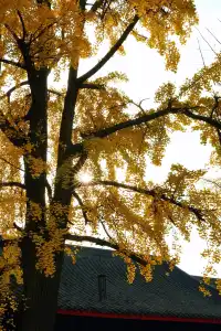 成都|千年古寺裡,藏著一場最禪意的秋色