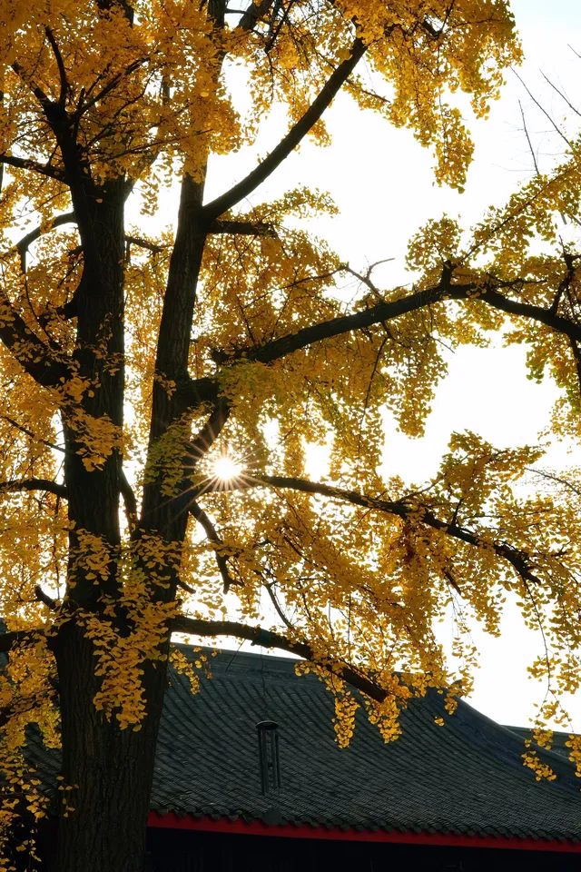 成都|千年古寺裡,藏著一場最禪意的秋色 成都|千年古寺裡,藏著一場最禪意的秋色