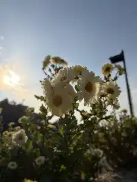 烏村農耕集|打卡藏在烏鎮古村的杭白菊花海