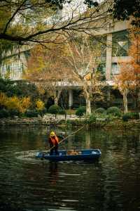 魯迅公園的秋日啟示:「生命暫停鍵」 金黃的銀杏葉像撒了一地碎金,紅楓則像一團團燃燒的火焰, 陽光
