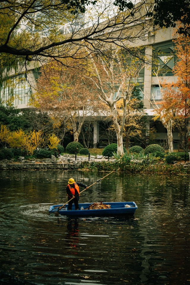 魯迅公園的秋日啟示:「生命暫停鍵」 金黃的銀杏葉像撒了一地碎金,紅楓則像一團團燃燒的火焰, 陽光 魯迅公園的秋日啟示:「生命暫停鍵」 金黃的銀杏葉像撒了一地碎金,紅楓則像一團團燃燒的火焰, 陽光