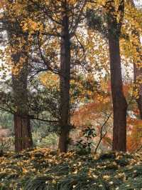 葉家花園 | 深秋的銀杏秘境