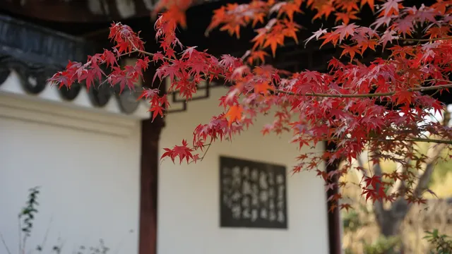 紅葉〡12.7古猗園的橙紅美景