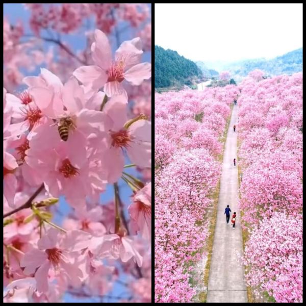 April in the Human World: The Ultimate Guide to Cherry Blossom