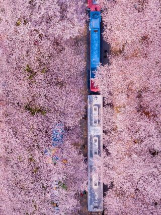 2026年韓国の桜シーズン｜この神レベルの攻略法をぜひゲット！