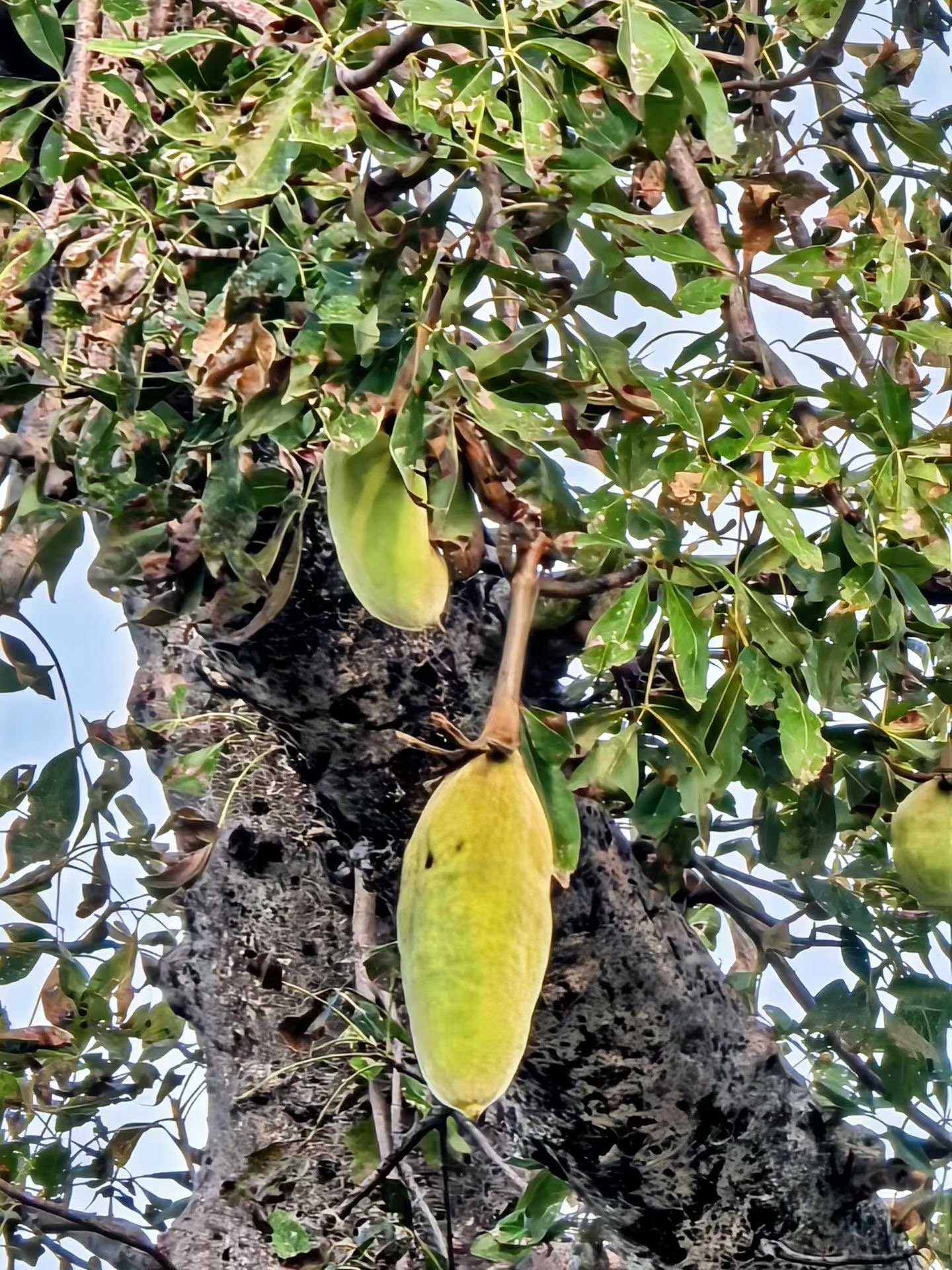 Stunning Early Summer Scenery in Zimbabwe