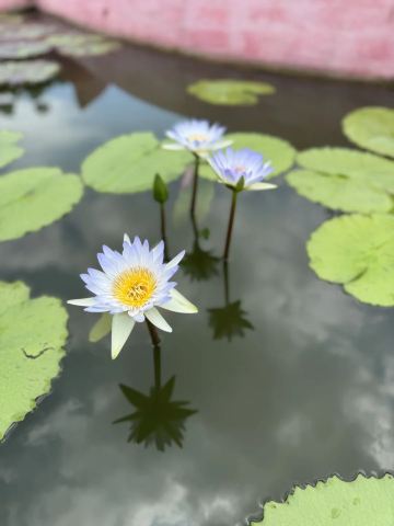番禺で子どもとお出かけ｜蓮花山の蓮の花が咲きました | Trip.com 広州