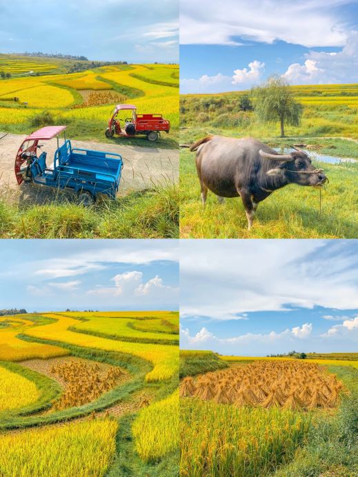 The ultimate family-friendly autumn getaway near Guiyang! 5 hidden gems within a 1.5-hour drive
