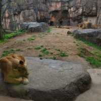 シロクマクレープ　天王寺動物園