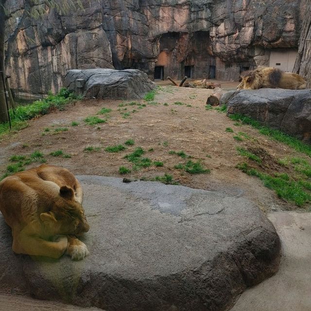 シロクマクレープ　天王寺動物園