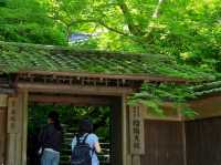 【京都市】紅葉だけでなく青葉も見事🌿