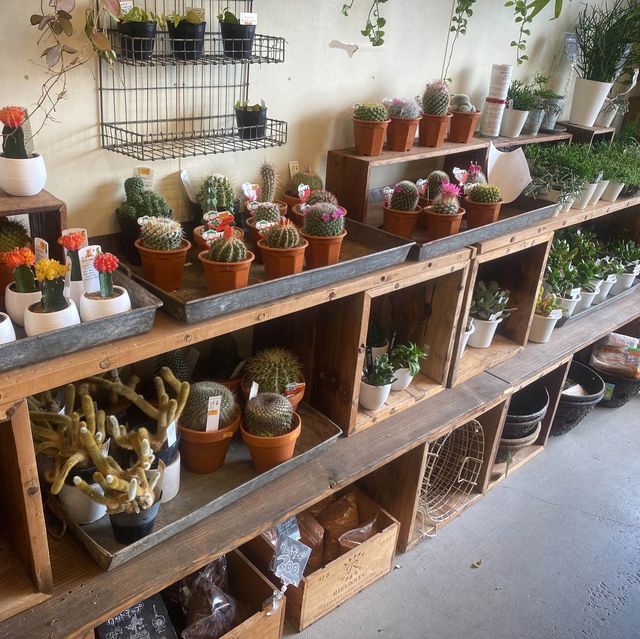 【東京都・入間市】マライカバザール入間店　観葉植物🪴