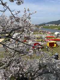 【直方お花見】4年ぶりの開催🌸桜とチューリップのコラボ🌷