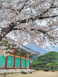 청도 운문사의 봄은 아름답다🌸
