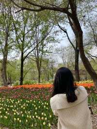 서울숲 튤립축제🌷 지금이 절정!💕