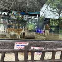 泰國 清邁 夜間野生動物園