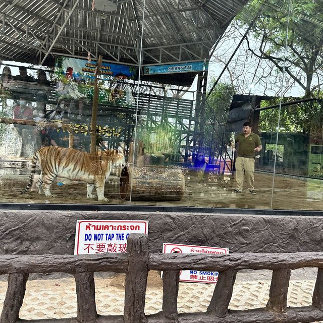 泰國 清邁 夜間野生動物園