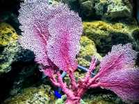 Bangsaen Aquarium 