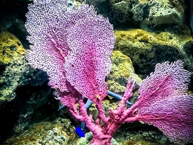 Bangsaen Aquarium 