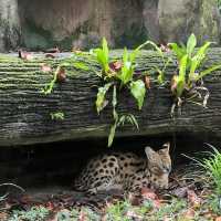 Singapore Zoo 