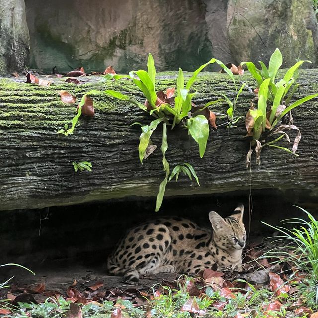 Singapore Zoo 