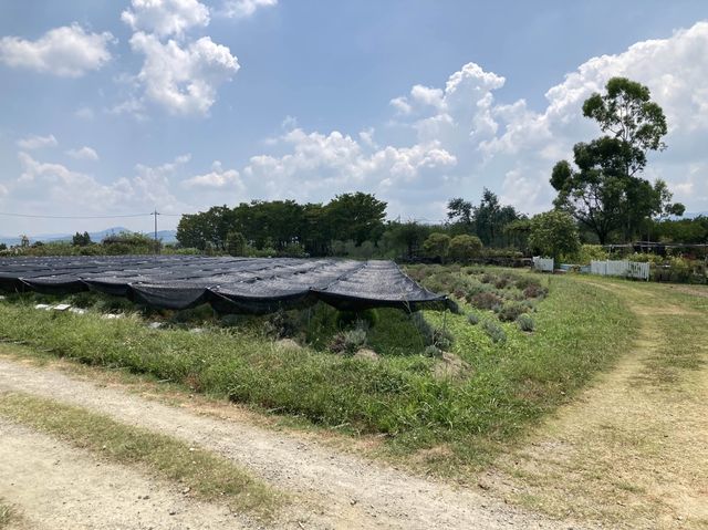 《🇯🇵日本人口袋名單之一嘅環保♻️花卉公園 🌼～ 和泉回收環境公園🌻》