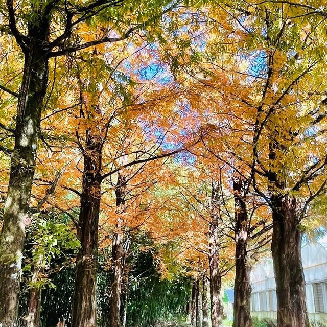 台大山地農場（全台灣最大的迷宮）