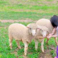 แลนด์มาร์คแห่งใหม่ ถ่ายรูปกับน้องแกะน่ารักๆบนดอย🐑🐏