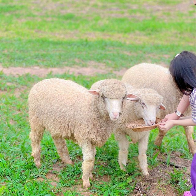 แลนด์มาร์คแห่งใหม่ ถ่ายรูปกับน้องแกะน่ารักๆบนดอย🐑🐏
