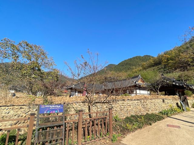 韓國大邱 村口四百年靈槐樹的文化遺產 漆谷村