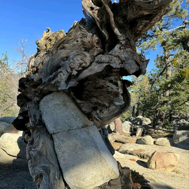 秋日加州大熊湖行山樂👣👨‍🦯🗻