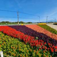 Sea of Flowers Xinshe