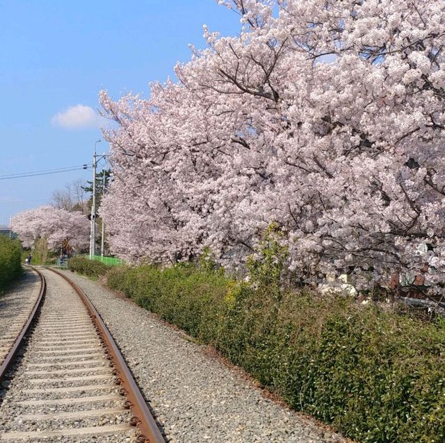 벚꽃 명소로 유명한 진해군항제를 가보자