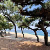 소나무 숲과 어우러진 강릉 송정해수욕장🌲
