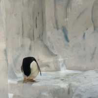海洋公園：南極奇觀
