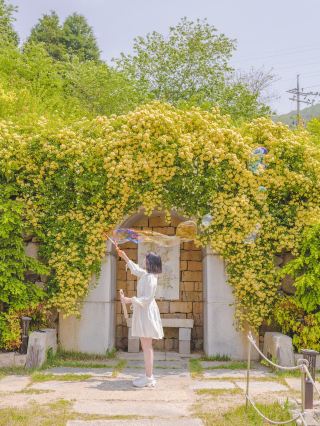 鎮海隱藏的玫瑰勝地
