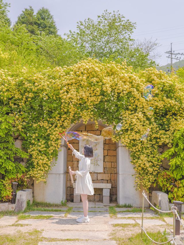 진해에 숨은 목향장미 스팟