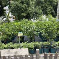 Luís de Camões Plant Nursery