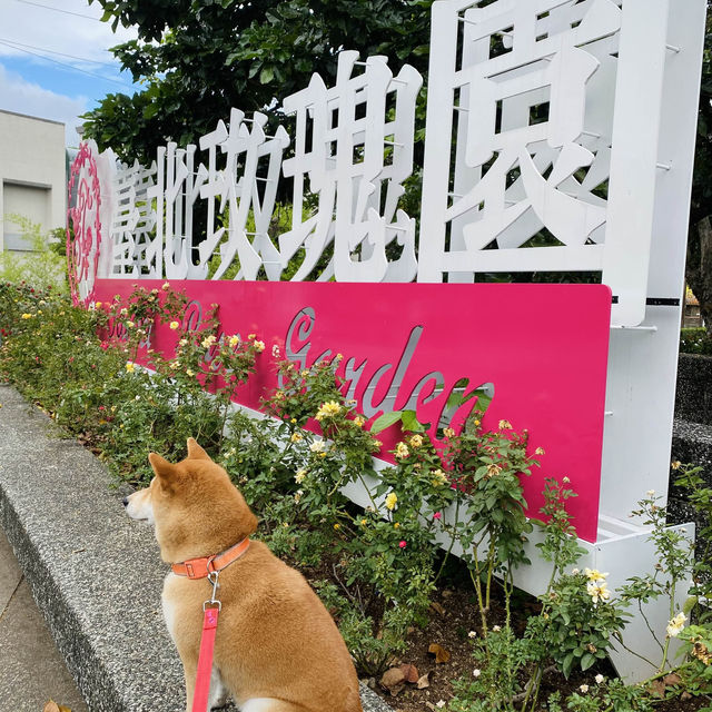 台北玫瑰園🌹