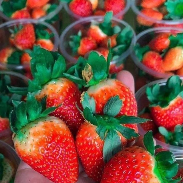 Mesilou Strawberry Farm