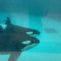 【千葉県】日本ではわずか2カ所のみ！鴨川シーワールドでシャチと対面！