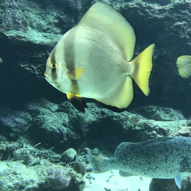 絕美 美麗海水族館