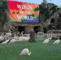 Wings of the World
