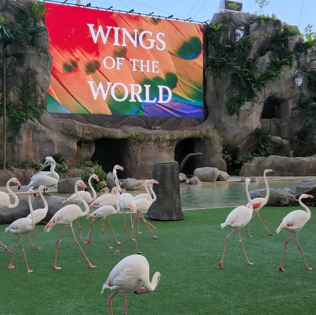 Wings of the World
