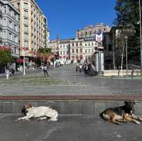 Beyoğlu Municipality: Echoes Unveiled Eleganc