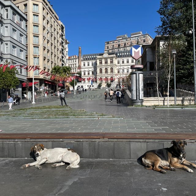 Beyoğlu Municipality: Echoes Unveiled Eleganc
