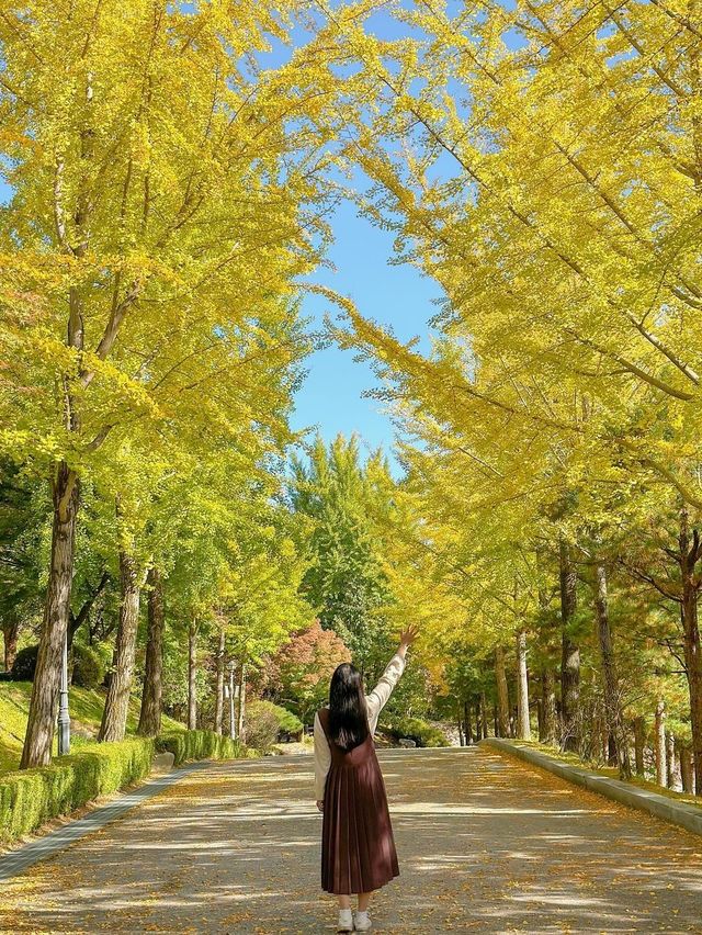 실시간 은행나무 물들어가는 청주💛